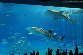 Maybe you would like to learn more about one of these? 10 Best Aquariums In The World 10 Most Today