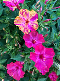 Image result for Nyctaginaceae