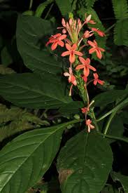 Image result for Ruspolia seticalyx