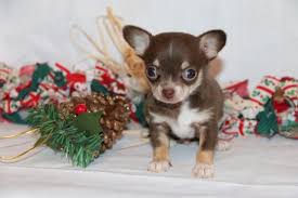 When purchasing a puppy, the most reliable designer breeders are those from reputable dealers. Toy Chihuahua Puppies For Sale In Michigan Toywalls