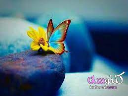 مجموعه رائعه من الصور المنوعه hd مجموعه من الصور للتصميم أكبر مجموعة صور وحصريا plants animals