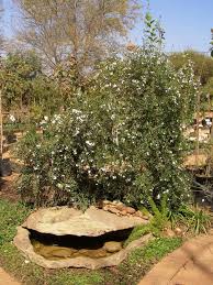 Image result for Freylinia