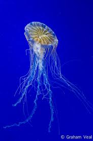 Sea Nettle Jellyfish Georgia Aquarium Jellyfish Sea