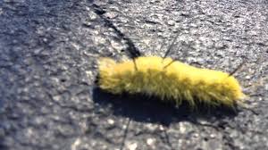 Black And White Striped Caterpillar Virginia Poisonous American Dagger Moth Caterpillar Yellow And Black Fuzzy Acroni Moth Caterpillar Caterpillar Poisonous Caterpillars