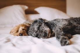 Stress is the one thing that babies deal with, with a change. An Eye Opening Insight Into How Much Sleep Do Dogs Need And Why