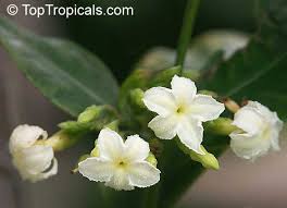 Image result for Mascarenhasia