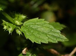 Image result for Lamium galeobdolon