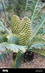 Image result for Encephalartos chimanimaniensis