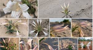 Image result for Crinum crassicaule