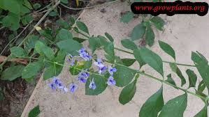 Image result for Rotheca wildii