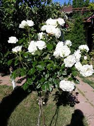 8 locuri in 4 camere adresa: Casa Rustic Din Vama Veche Home Facebook