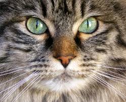 There are two different kinds of heterochromia iridis found in cats, the first being complete heterochromia which means both eyes are fully differently. Can Your Cat S Eyes Change Color Morristown Nj Patch