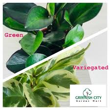 If a plant is an expansion, create a single page for both existing and proposed and keep both categories at the bottom. Gnc Live Plant Peperomia Obtusifolia Green Variegated Pokok åœ†å¶æ¤'è‰ Shopee Malaysia