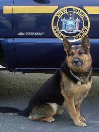 Unsurpassed as a working dog, german shepherd dogs are the original drug dogs, and can easily. Rescued Shelter Dog Now A Top New York Canine Crime Fighter Dogs Shelter Dogs Military Dogs