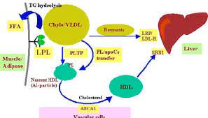 Role Of Lpl In Tg And Hdl Metabolism Lpl Contributes To Triglyceride Download Scientific Diagram
