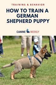 Adopt a german shepherd in your area. How To Train A German Shepherd Puppy German Shepherd Puppies Training German Shepherd Puppies Guard Dog Breeds