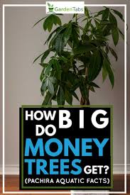 We did not find results for: How Big Do Money Trees Get Pachira Aquatic Facts Garden Tabs