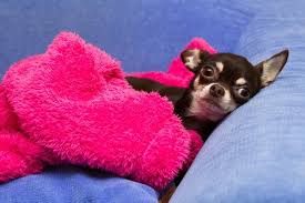 I Love My Chihuahua S Photos I Love My Chihuahua Facebook Teacup Chihuahua Puppies Chihuahua Love Chihuahua