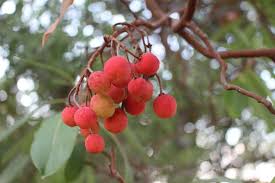 Image result for Andrachne