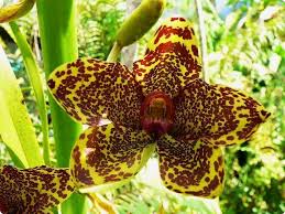 Image result for Diaphananthe fragrantissima