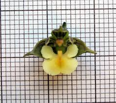 Image result for Polystachya greatrexii