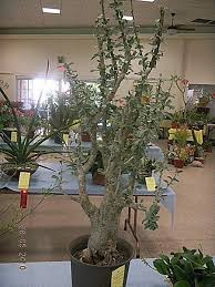 Image result for Sesamothamnus lugardii