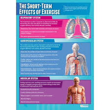 The Short Term Effects Of Exercise Physical Education Chart In High Gloss With Heavy Sto Physical Education Health And Physical Education Exercise Physiology
