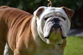 Special emergency food formula and supplement from sandov's english bulldog against diarrhea in puppies. Fawn And White Bulldog Picture