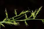 Image result for Carex echinochloe