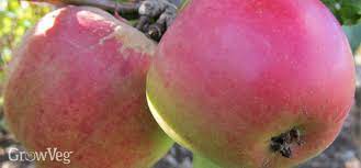 Fruit trees are visually appealing and offer a nice change from the average spider plant or philodendron. Planting Bare Rooted Fruit Trees