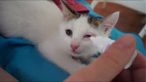 yavru kedi cinsiyeti nasil anlasilir disi mi erkek mi yavru kediler kedi videolari kedio youtube