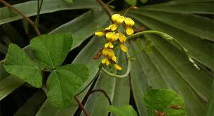 Image result for Rhynchosia sublobata