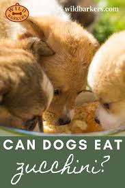 Any kind of noodle is safe for most dogs. Can Dogs Eat Zucchini Can Dogs Eat Dogs Canning