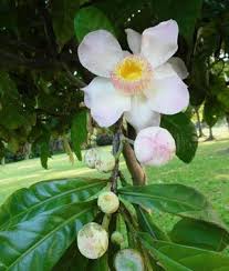 Image result for Manniella gustavi