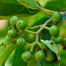 Image result for Cordia pilosissima