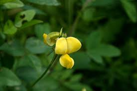 Image result for Vigna luteola