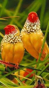 Orange Birds Of Western Washington Chefepaulino Fantastica Natureza Tinta Com Pince In 2020 Beautiful Birds Colorful Birds Birds