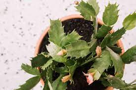 Truncata and s.russelliana), first bred in england about 150 years ago. Christmas Cactus Plant Care Growing Guide