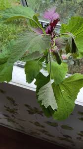 Image result for Chenopodium giganteum