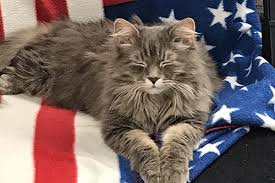 Check spelling or type a new query. For Pet S Sake Veterinary Center Glens Falls Ny