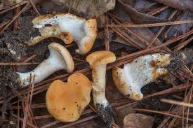 Image result for Dentinum repandum