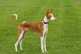 Family raised english bulldog puppies for sale. Ibizan Hound Dog Breed Facts Highlights Buying Advice Pets4homes
