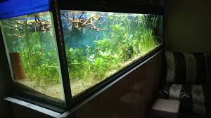 Pin By Khaled Larbi Bouamrane On Aquarium 600 Litre Fish Tank Aquarium