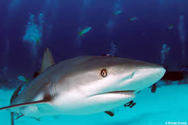 So You Like Shark Week? Time to Spread the Love.