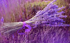 Lavendel Lavender Benih Tanaman Lavender Lavender