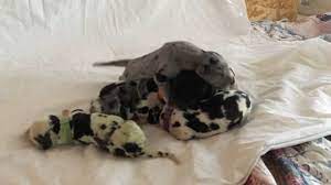 Check spelling or type a new query. Colorado Dog Owner Helps Great Dane Birth Rare Green Puppy Abc7 San Francisco