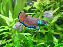 Simple Mouthbrooder Betta Simplex Betta Betta Aquarium Betta Fish
