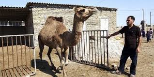 How the camel got his hump kipling's story. How Many Camels Is One Human Life Worth Attorney Calls For Reform In Iran S Blood Money Scheme Center For Human Rights In Iran