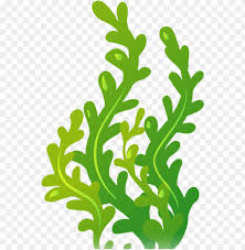Image Title Seaweed Clipart Png Image With Transparent Background Toppng Browse our seaweed images, graphics, and designs from +79.322 free vectors graphics. image title seaweed clipart png image