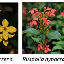 Image result for Ruspolia australis